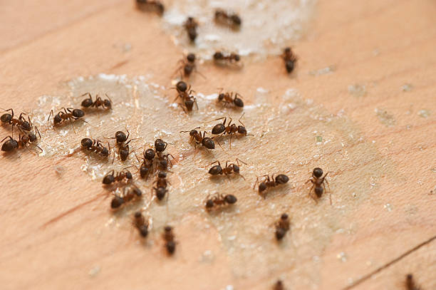 Best Wildlife Control Services  in Lake Shore, MD